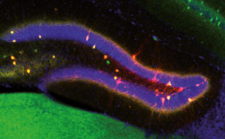 Descubren cómo el cerebro encuentra un equilibrio entre actualizar la memoria con nuevos datos y conservar los recuerdos